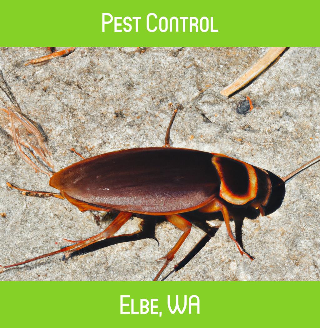 pest control in Elbe Washington