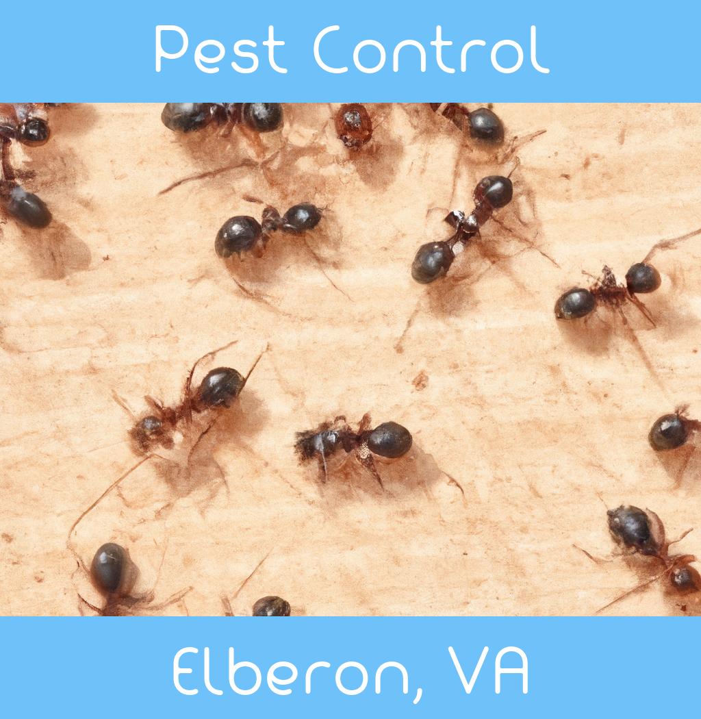 pest control in Elberon Virginia