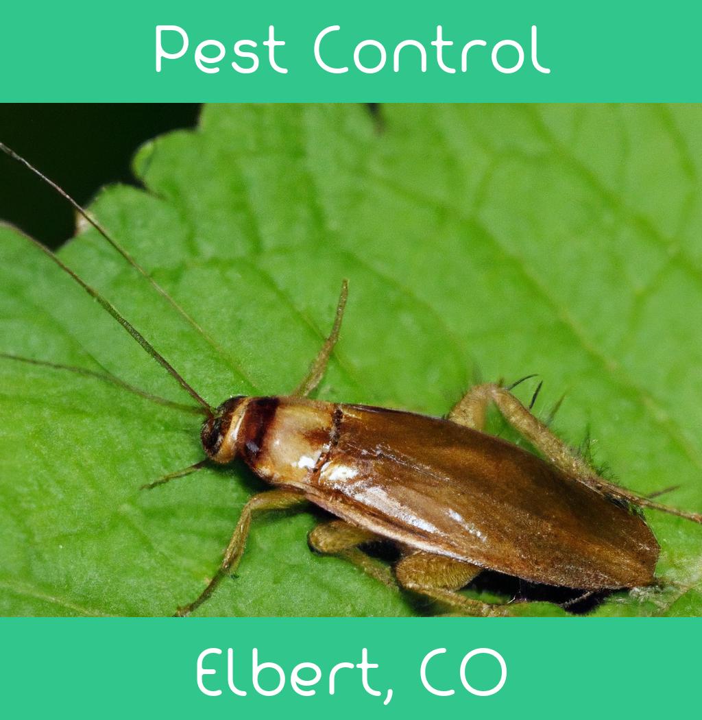 pest control in Elbert Colorado