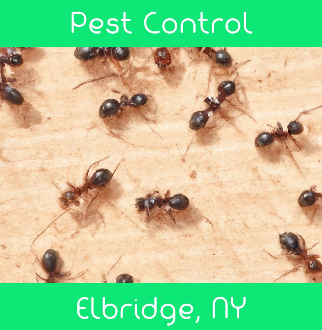 pest control in Elbridge New York