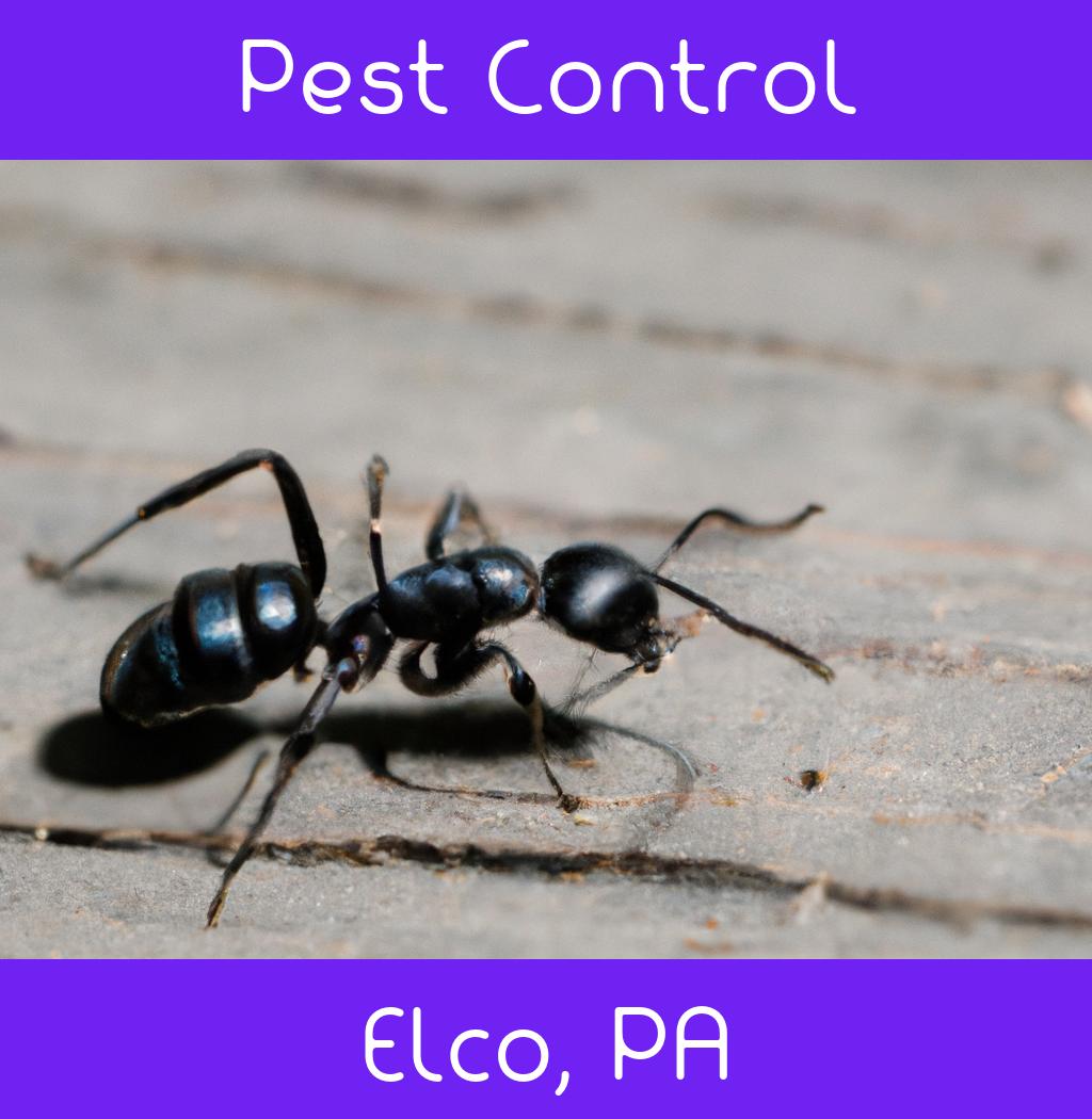 pest control in Elco Pennsylvania