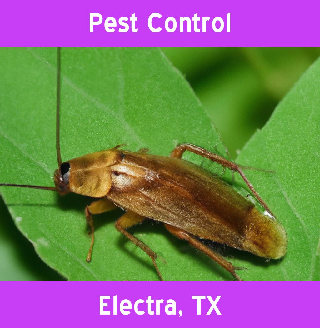 pest control in Electra Texas