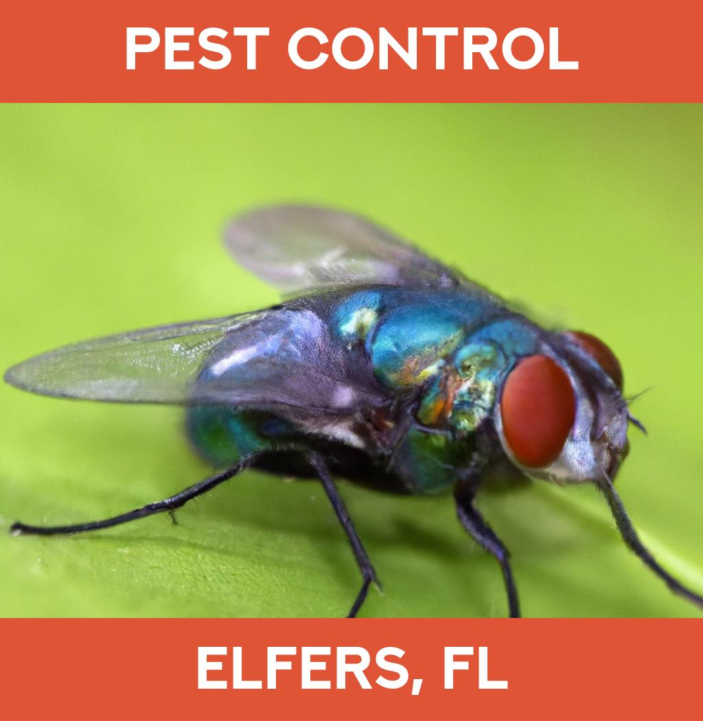 pest control in Elfers Florida