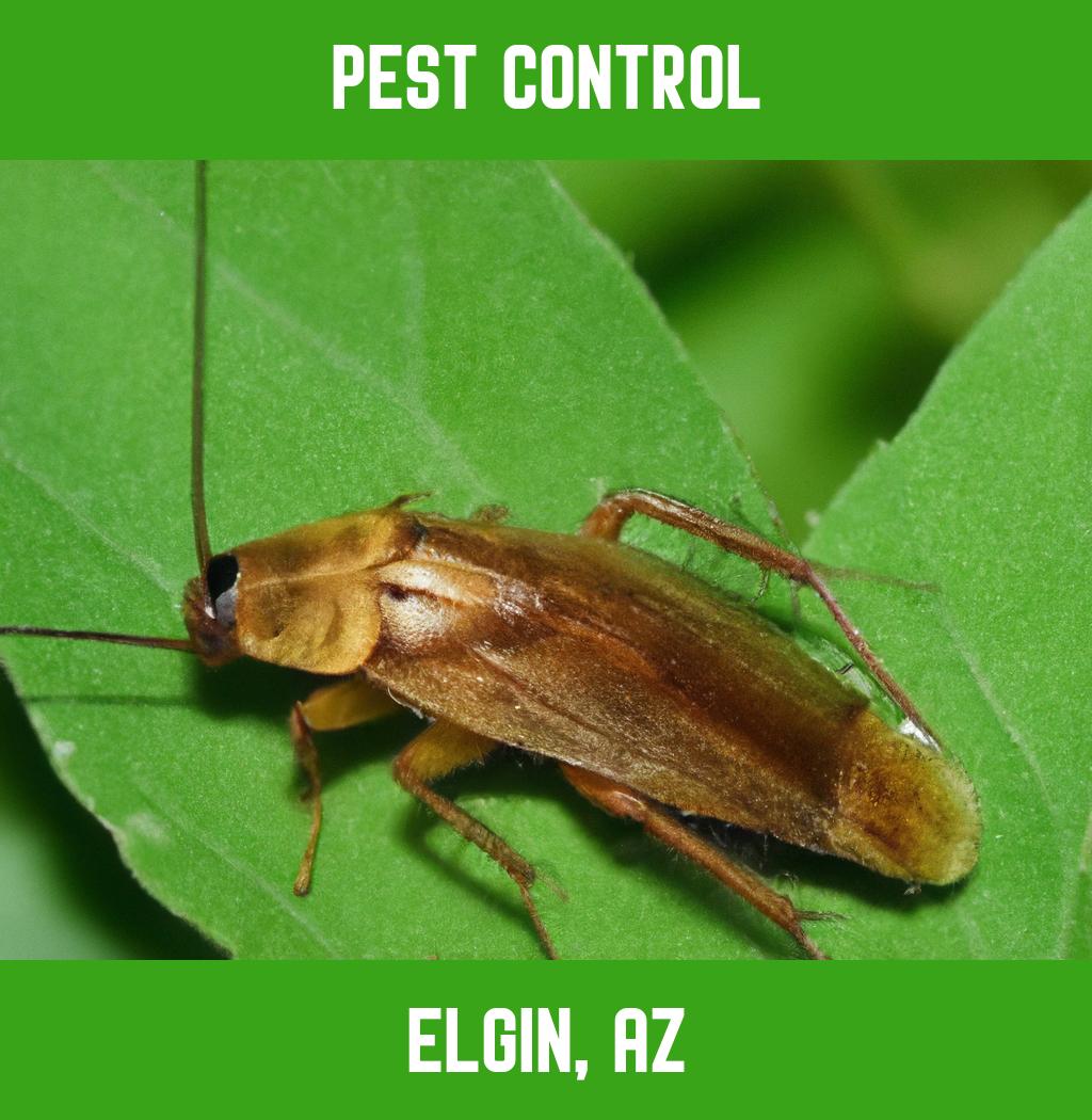 pest control in Elgin Arizona