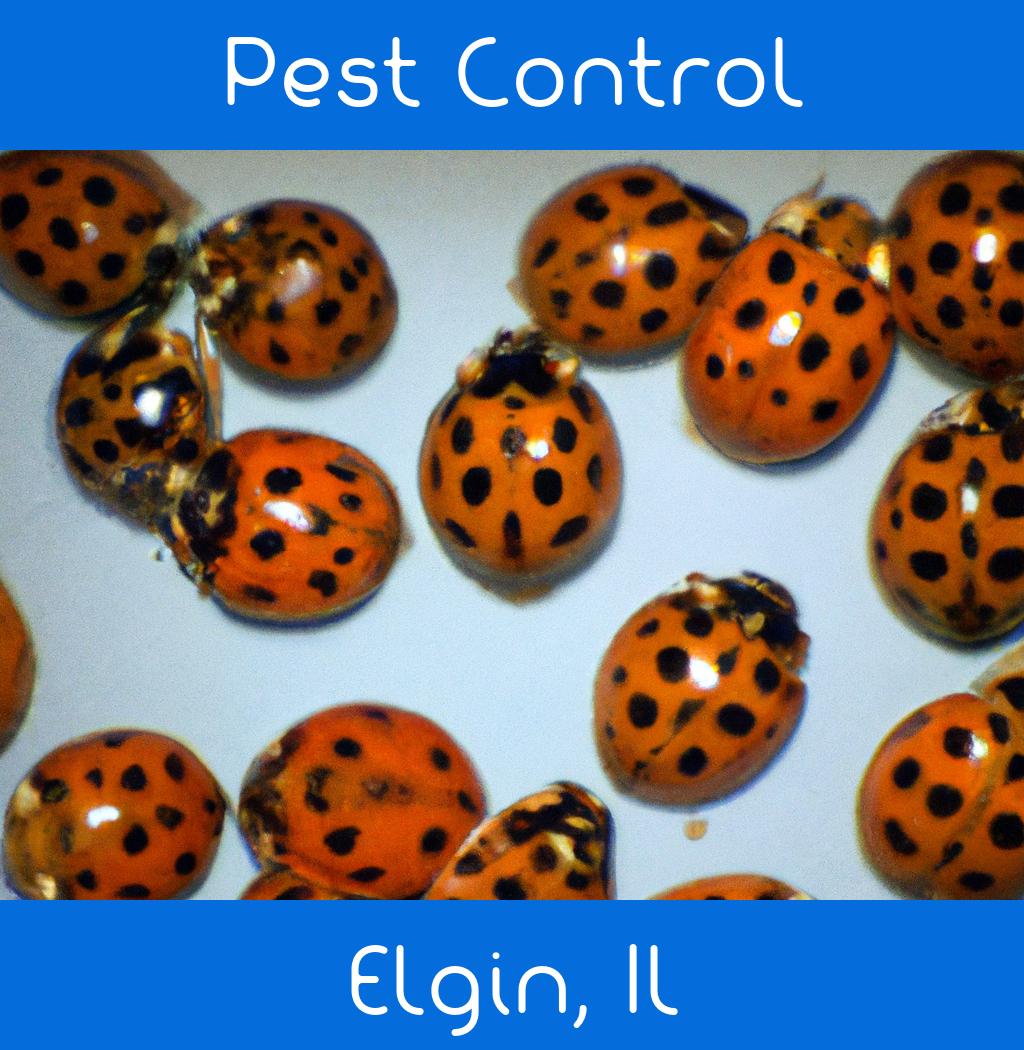 pest control in Elgin Illinois