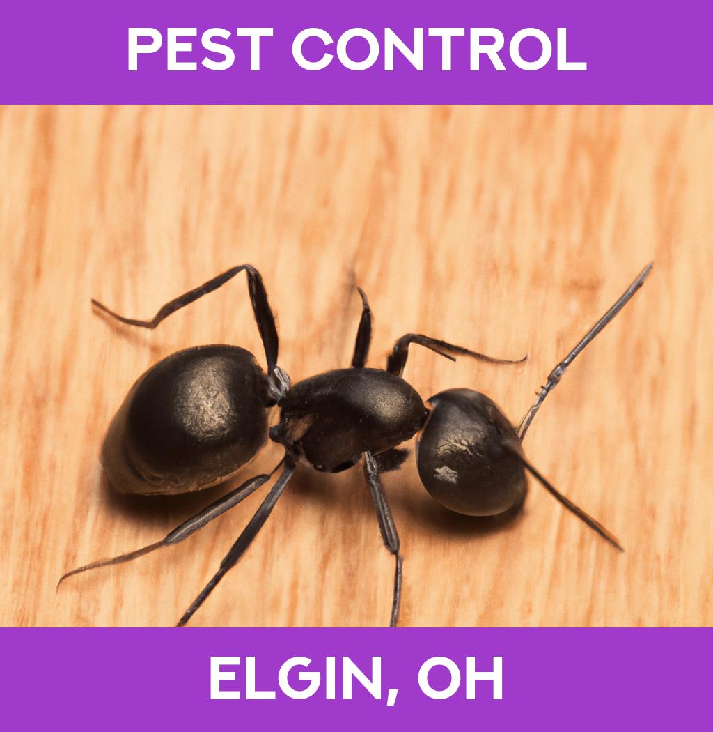 pest control in Elgin Ohio