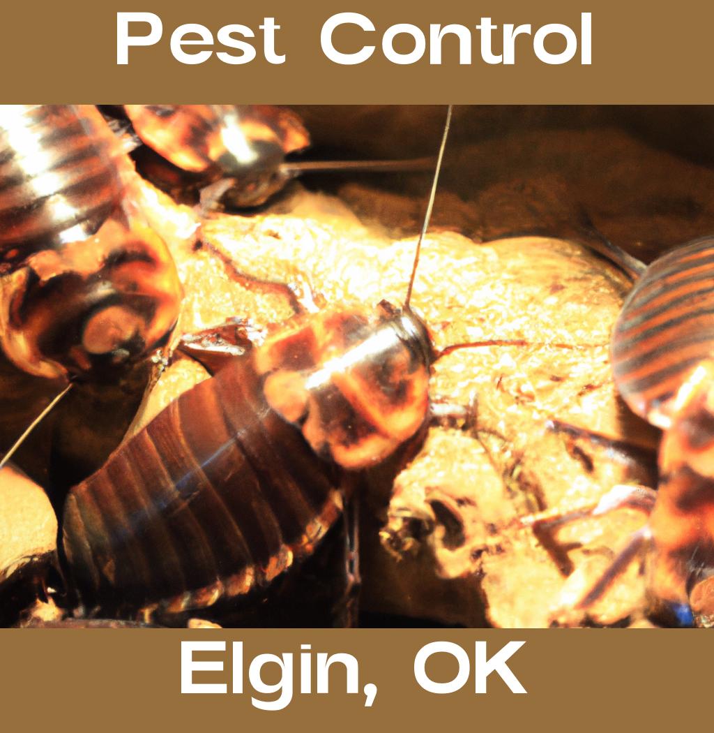 pest control in Elgin Oklahoma