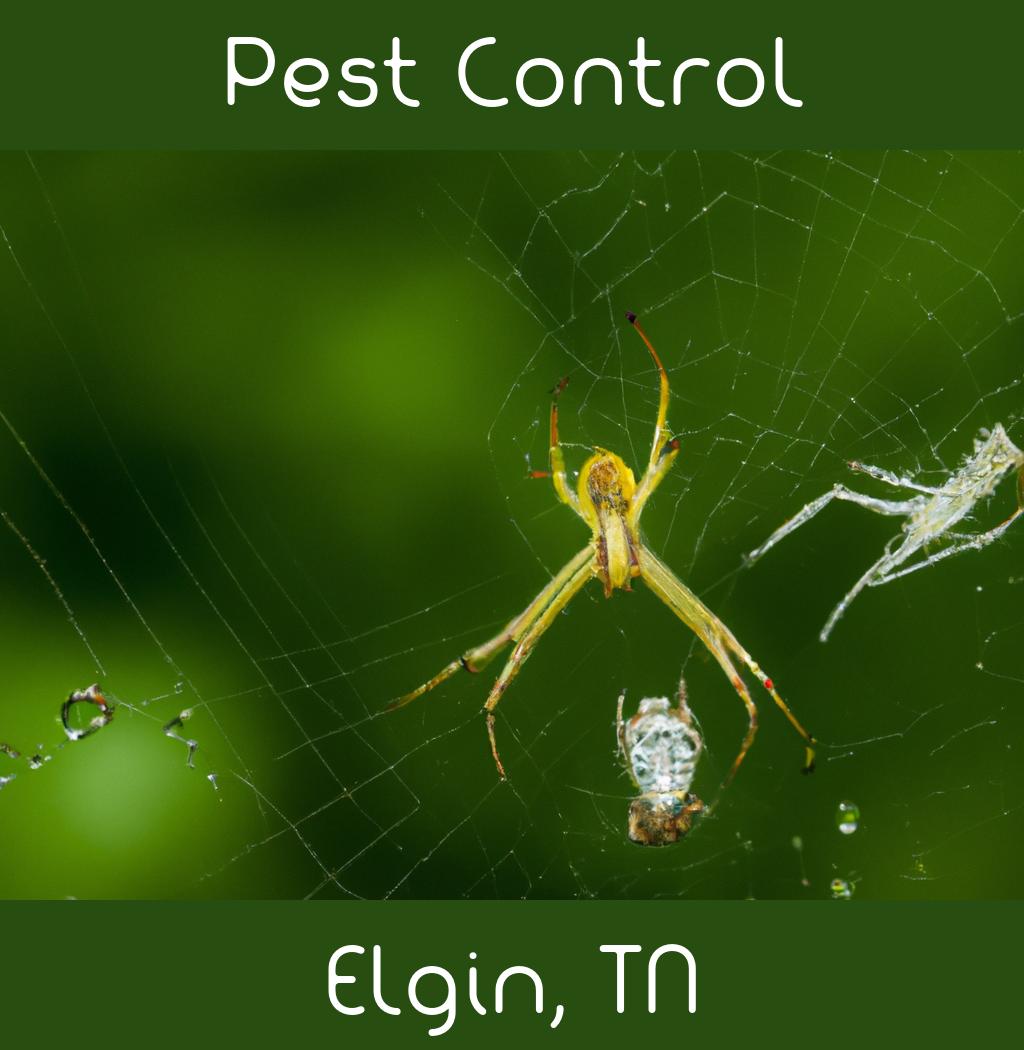 pest control in Elgin Tennessee
