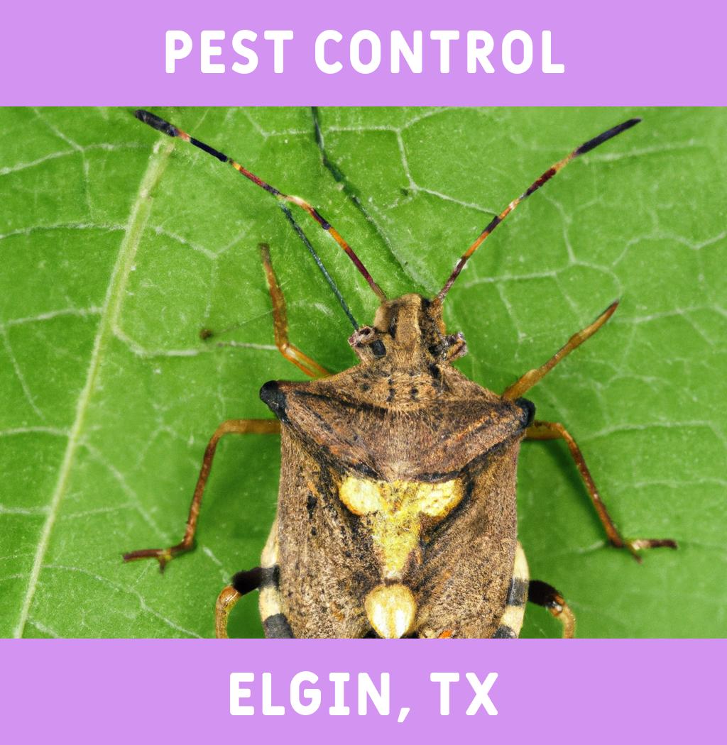 pest control in Elgin Texas