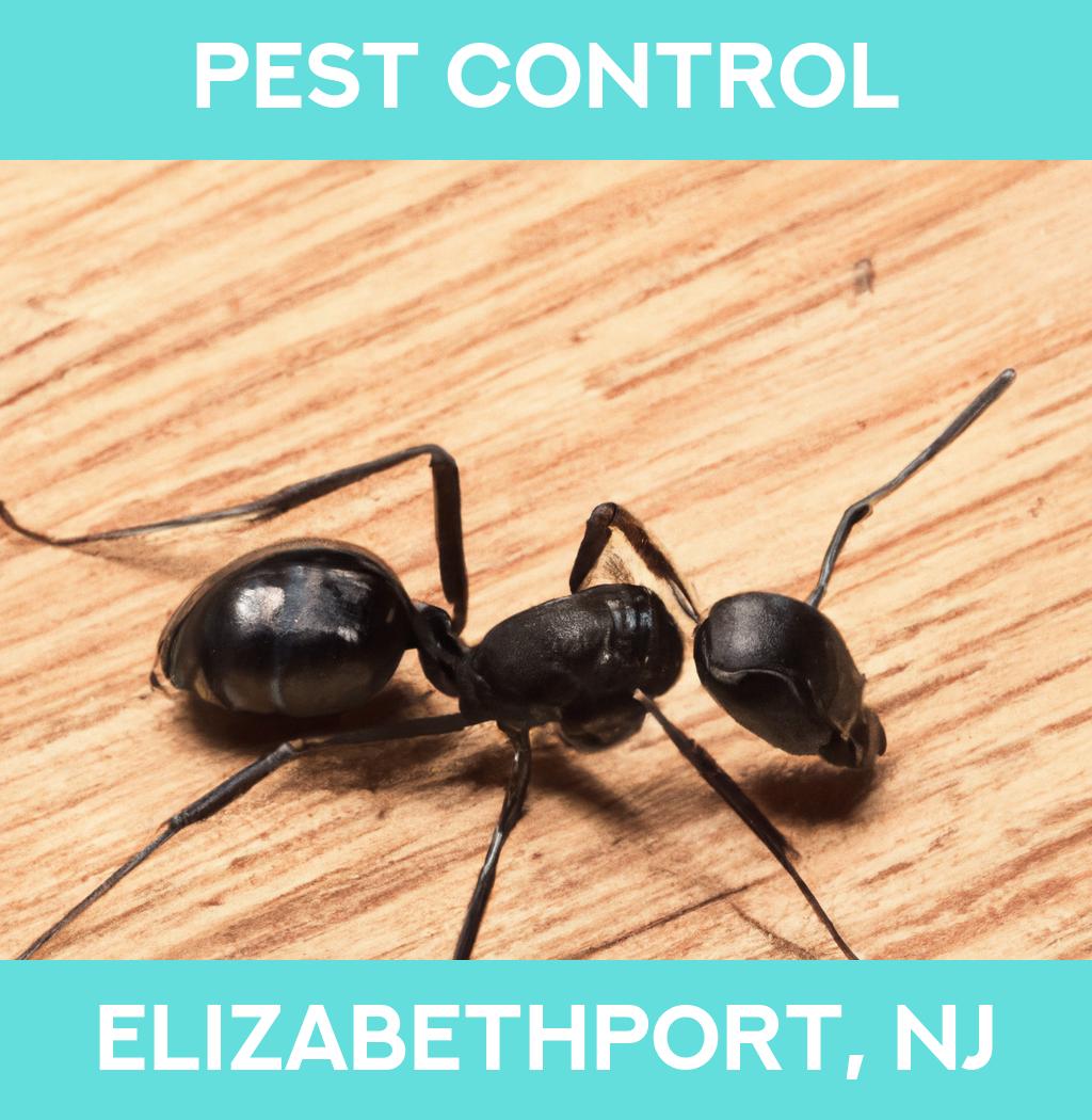 pest control in Elizabethport New Jersey