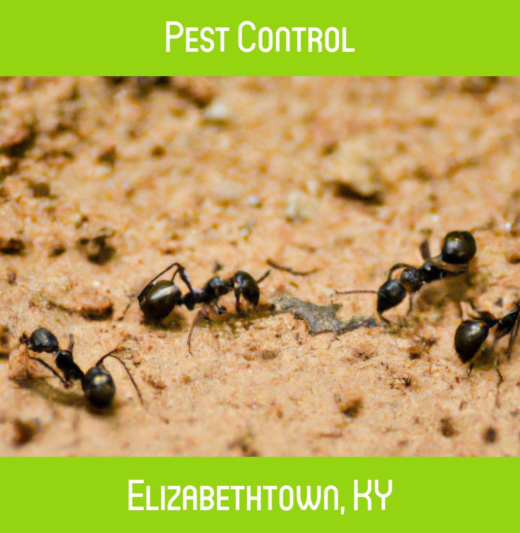 pest control in Elizabethtown Kentucky