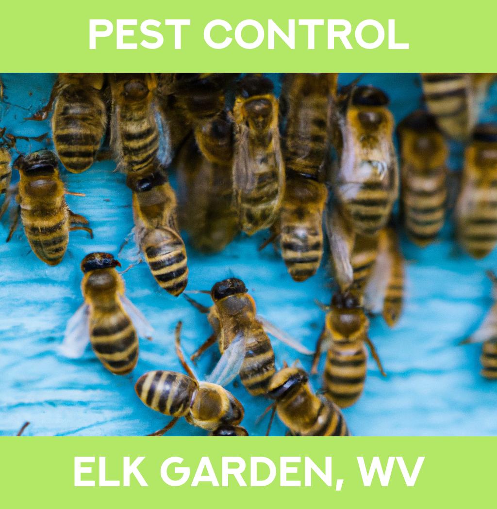 pest control in Elk Garden West Virginia
