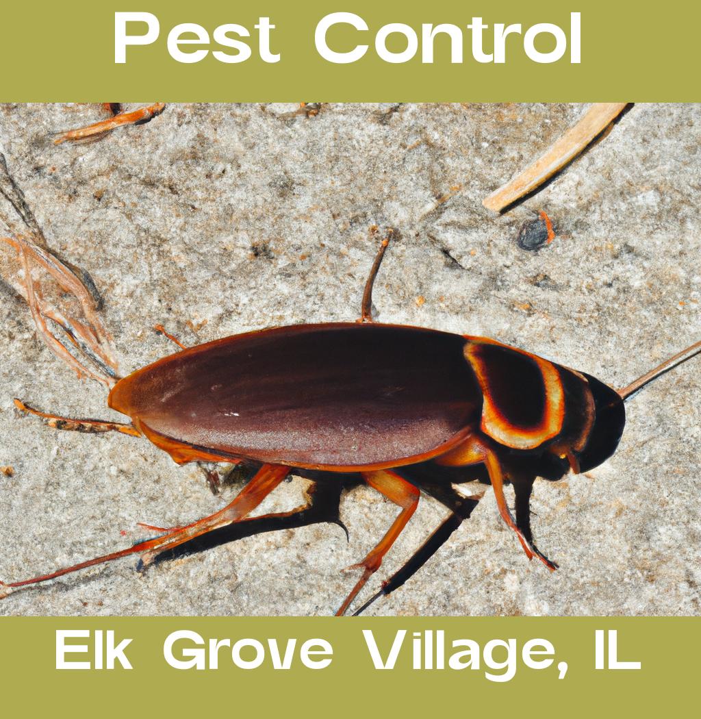 pest control in Elk Grove Village Illinois
