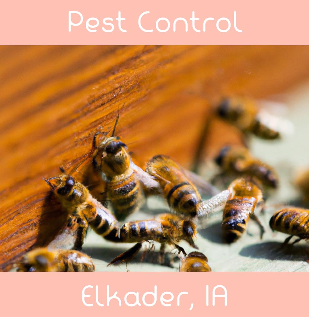 pest control in Elkader Iowa