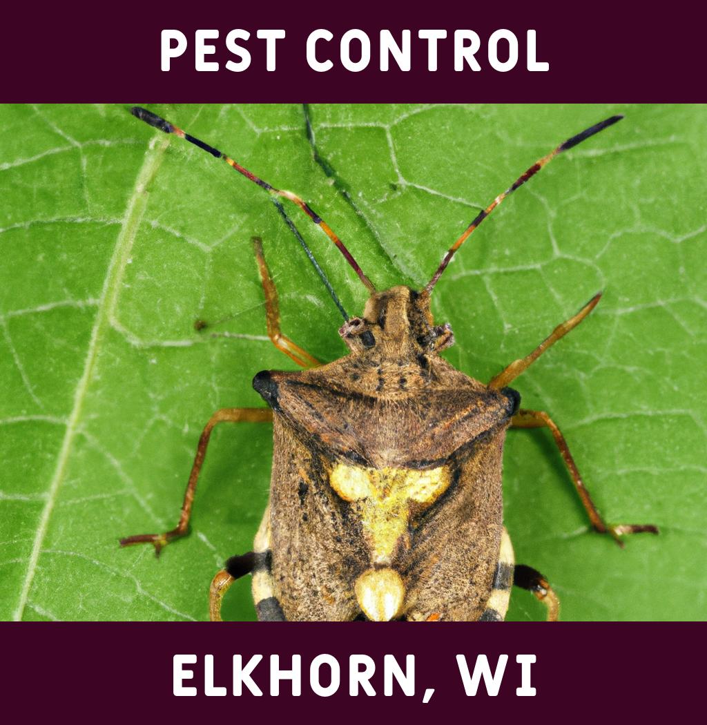pest control in Elkhorn Wisconsin