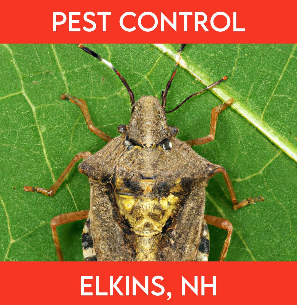 pest control in Elkins New Hampshire