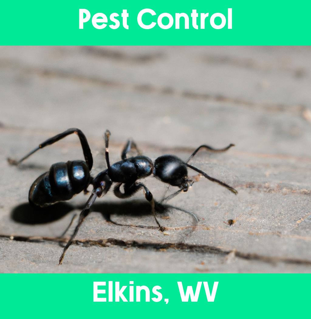 pest control in Elkins West Virginia