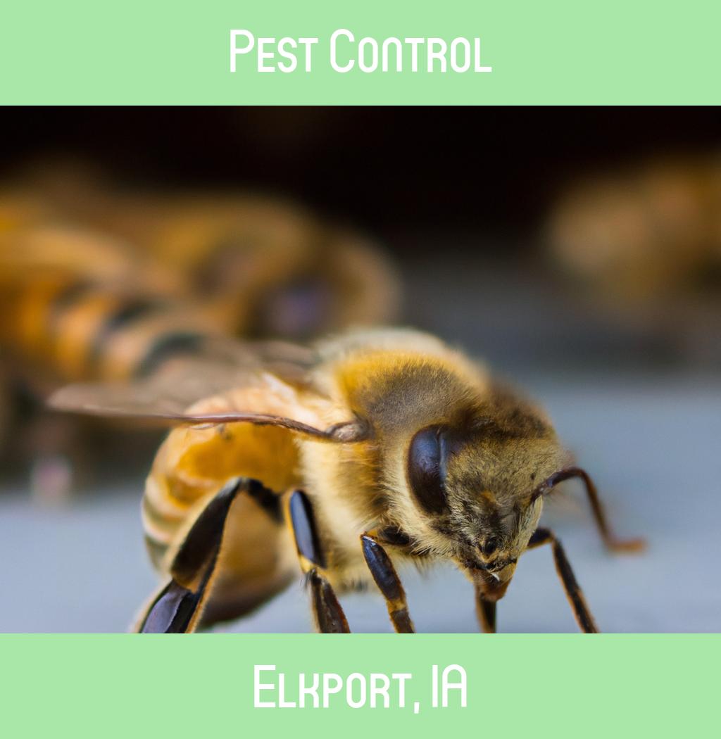 pest control in Elkport Iowa
