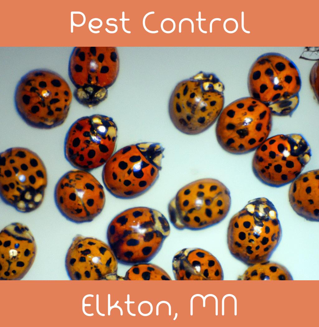 pest control in Elkton Minnesota