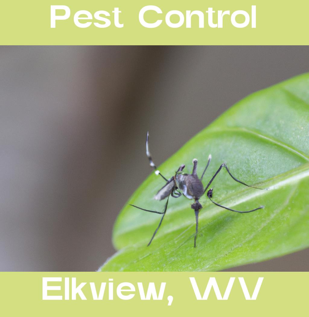 pest control in Elkview West Virginia