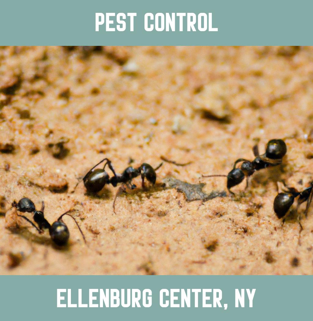 pest control in Ellenburg Center New York