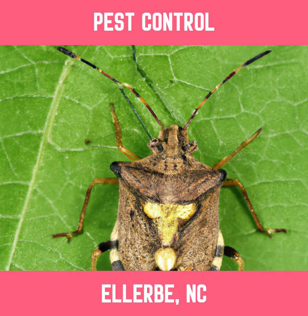 pest control in Ellerbe North Carolina