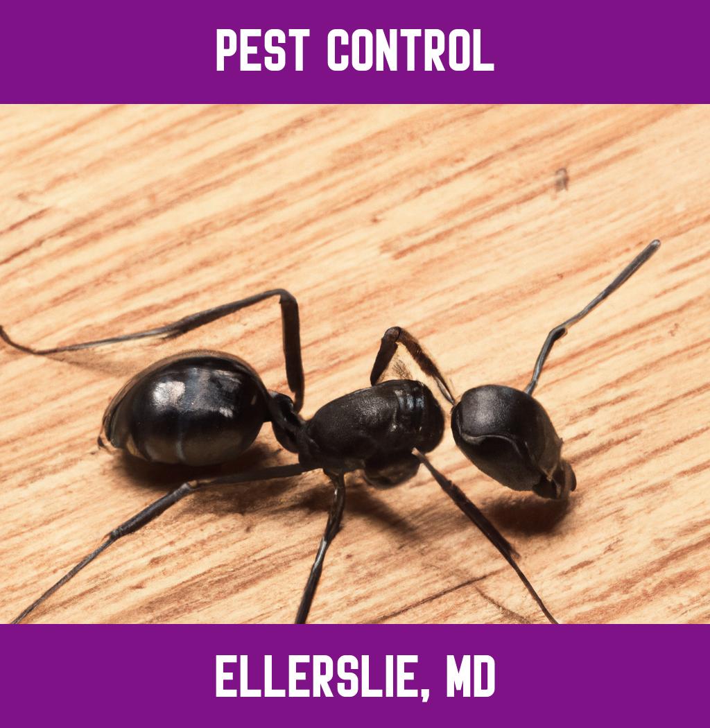 pest control in Ellerslie Maryland