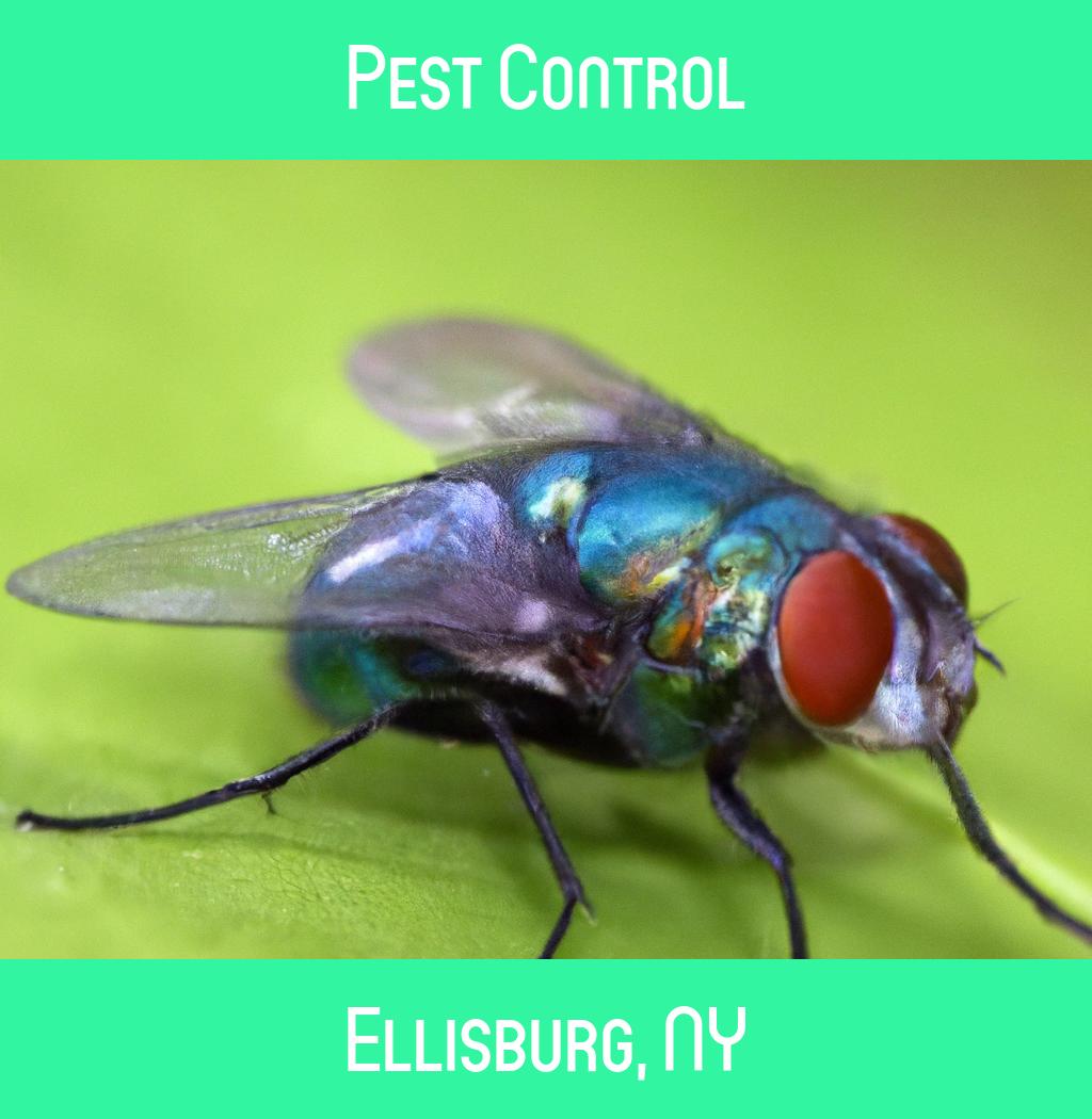 pest control in Ellisburg New York