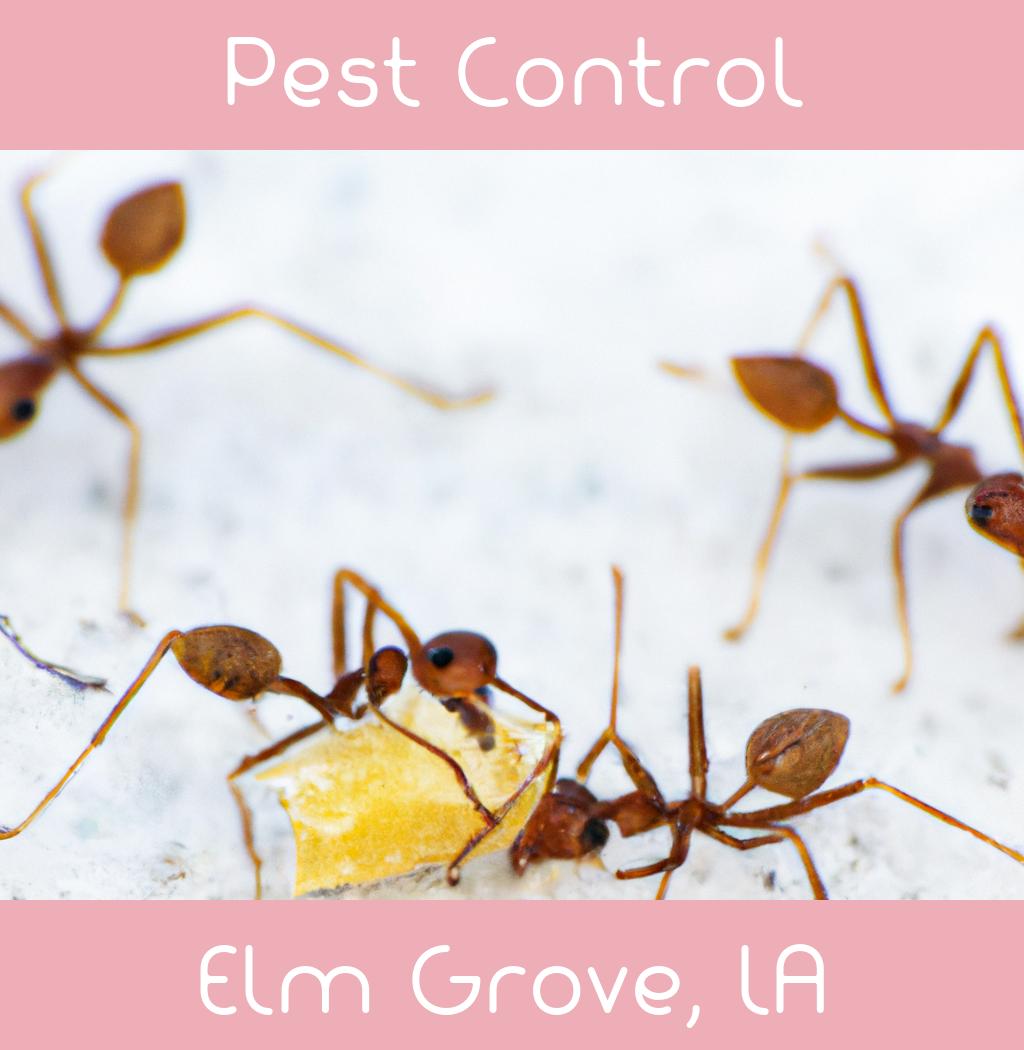 pest control in Elm Grove Louisiana