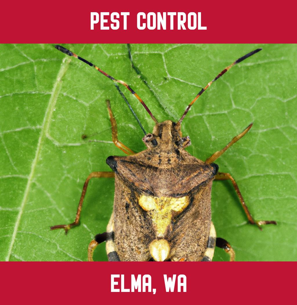 pest control in Elma Washington