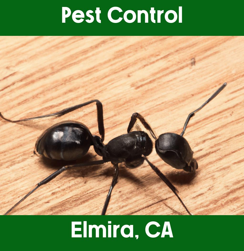 pest control in Elmira California