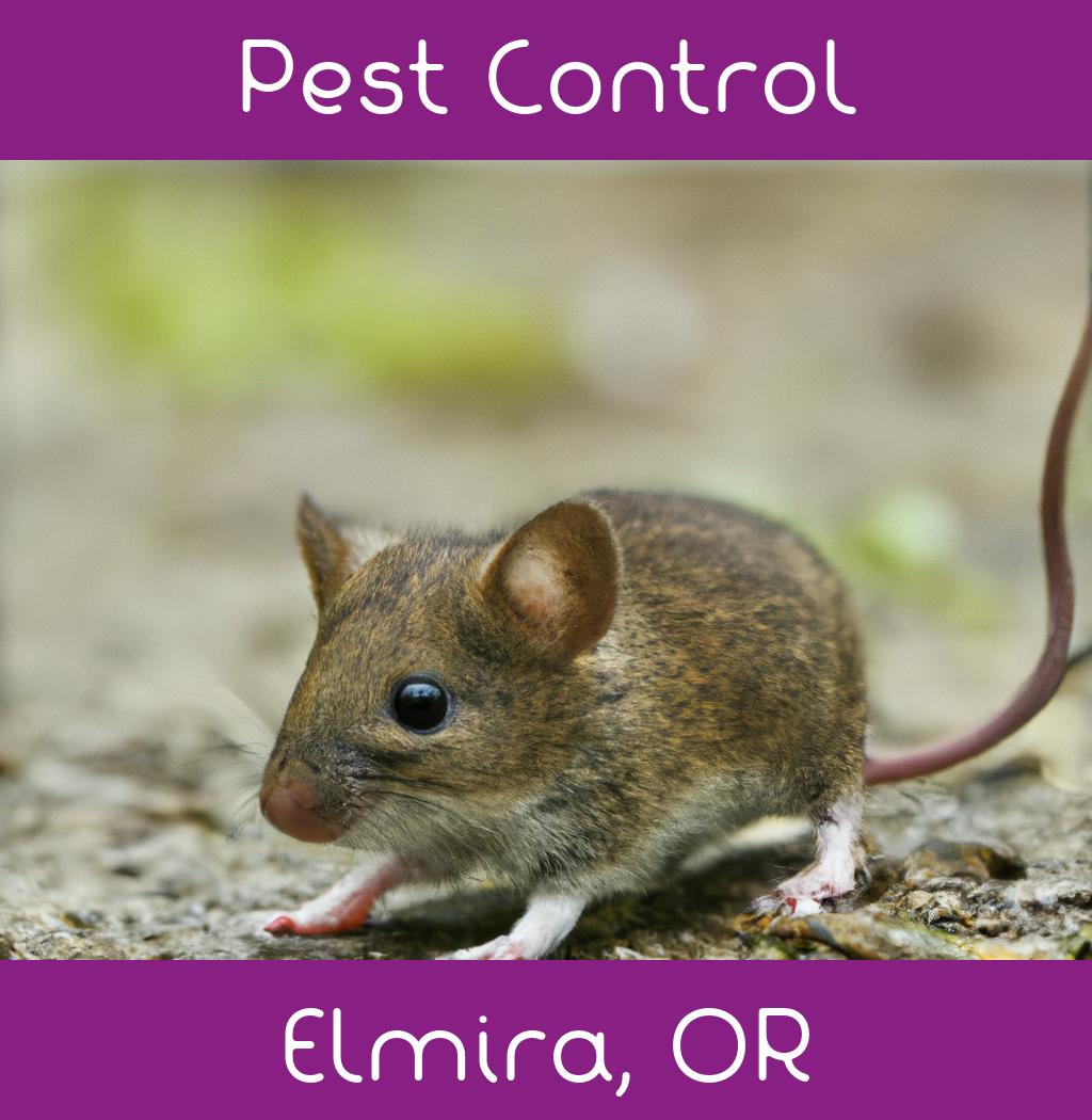 pest control in Elmira Oregon