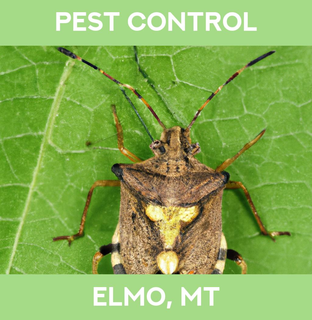 pest control in Elmo Montana