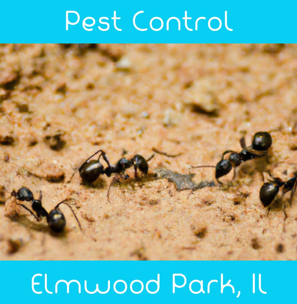 pest control in Elmwood Park Illinois