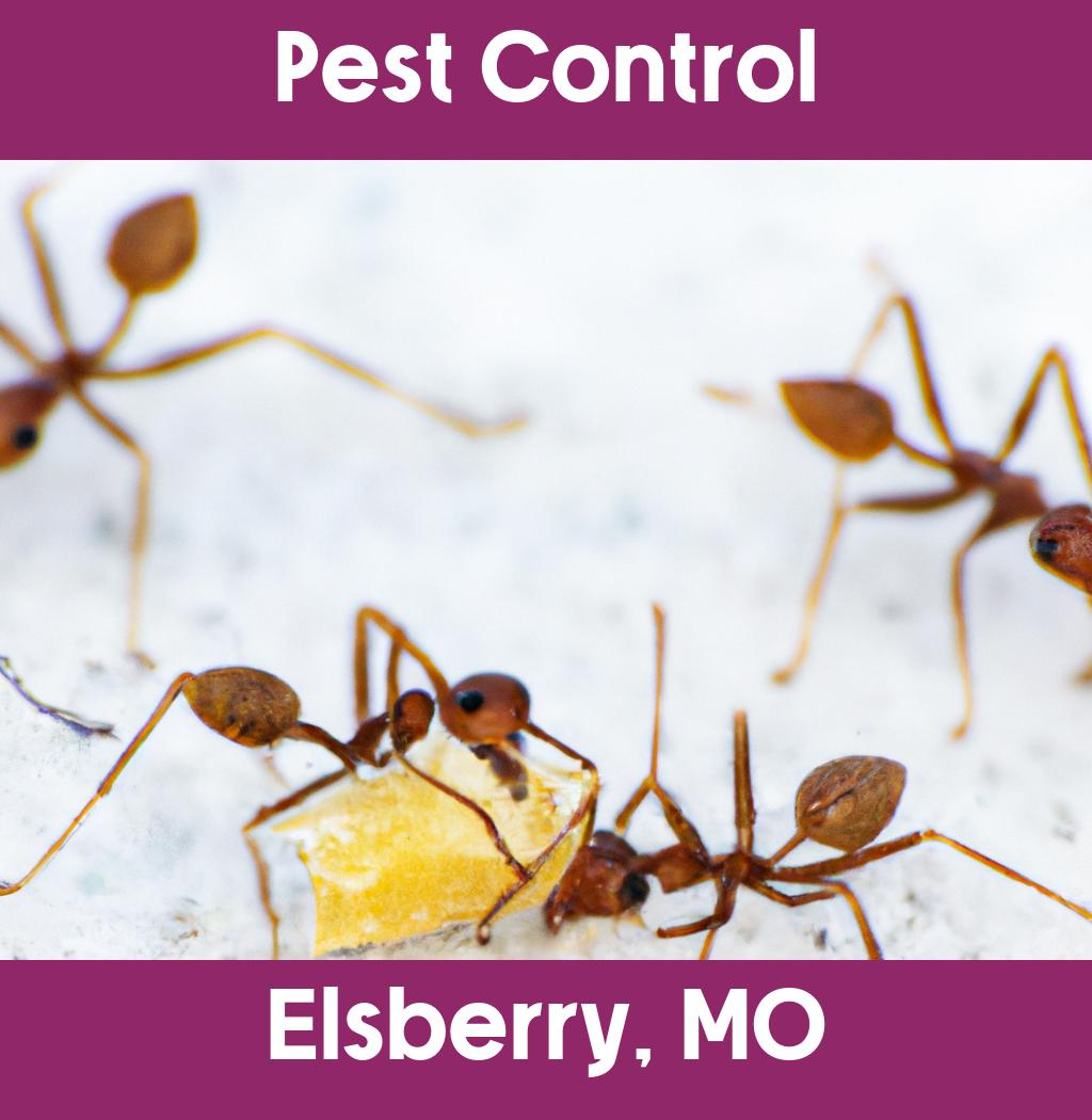 pest control in Elsberry Missouri
