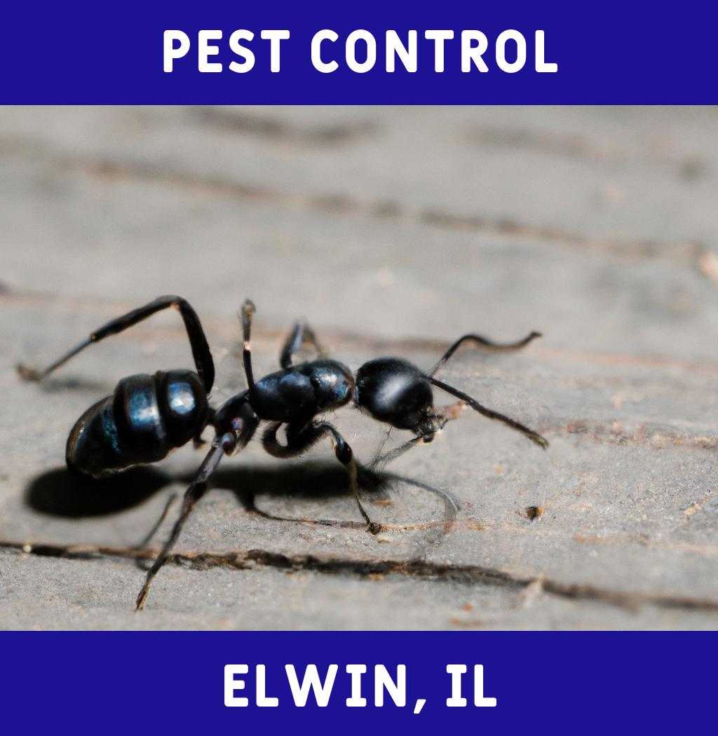 pest control in Elwin Illinois