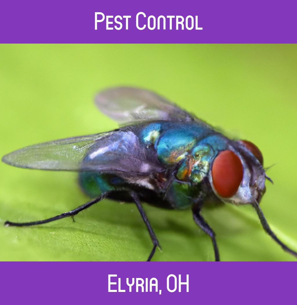 pest control in Elyria Ohio