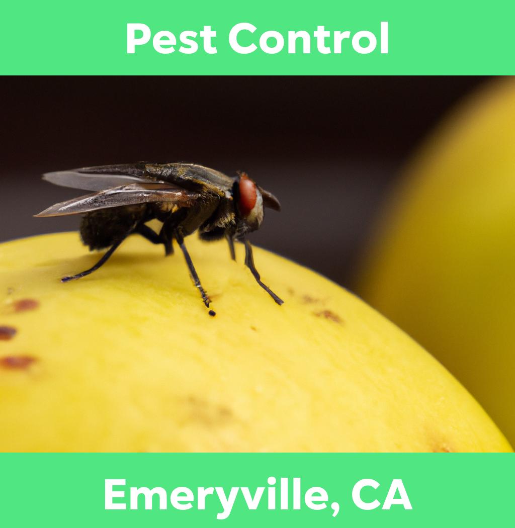 pest control in Emeryville California