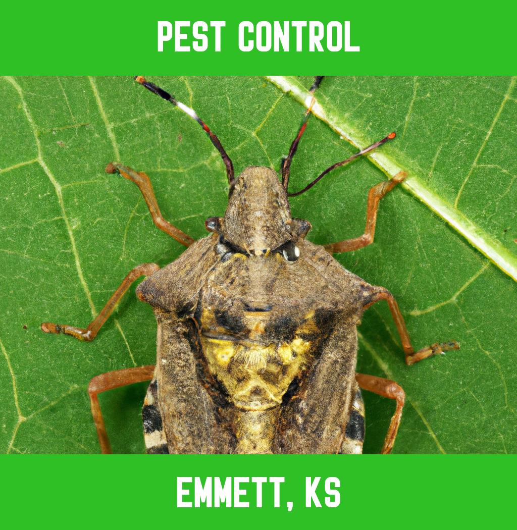 pest control in Emmett Kansas