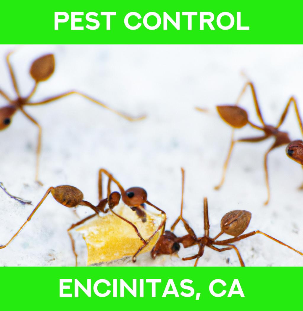 pest control in Encinitas California