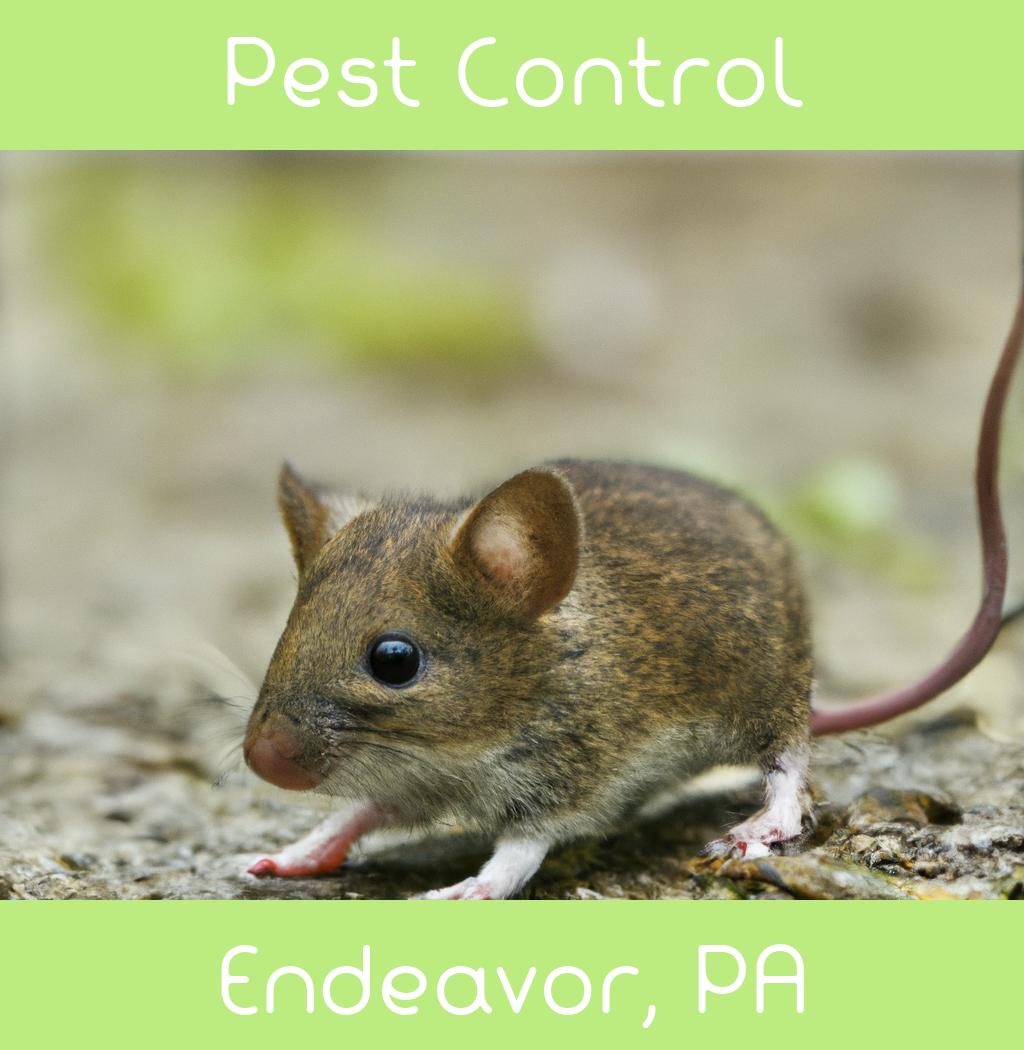 pest control in Endeavor Pennsylvania