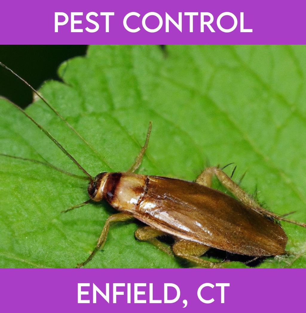 pest control in Enfield Connecticut