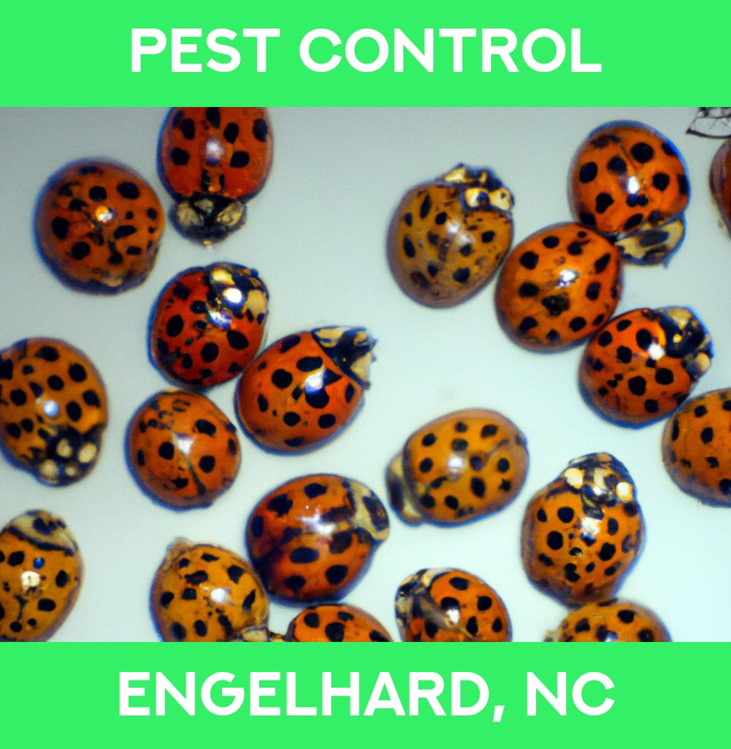 pest control in Engelhard North Carolina