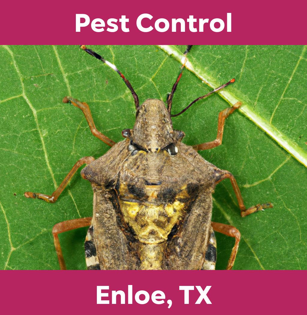 pest control in Enloe Texas