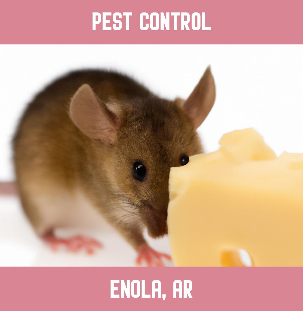 pest control in Enola Arkansas