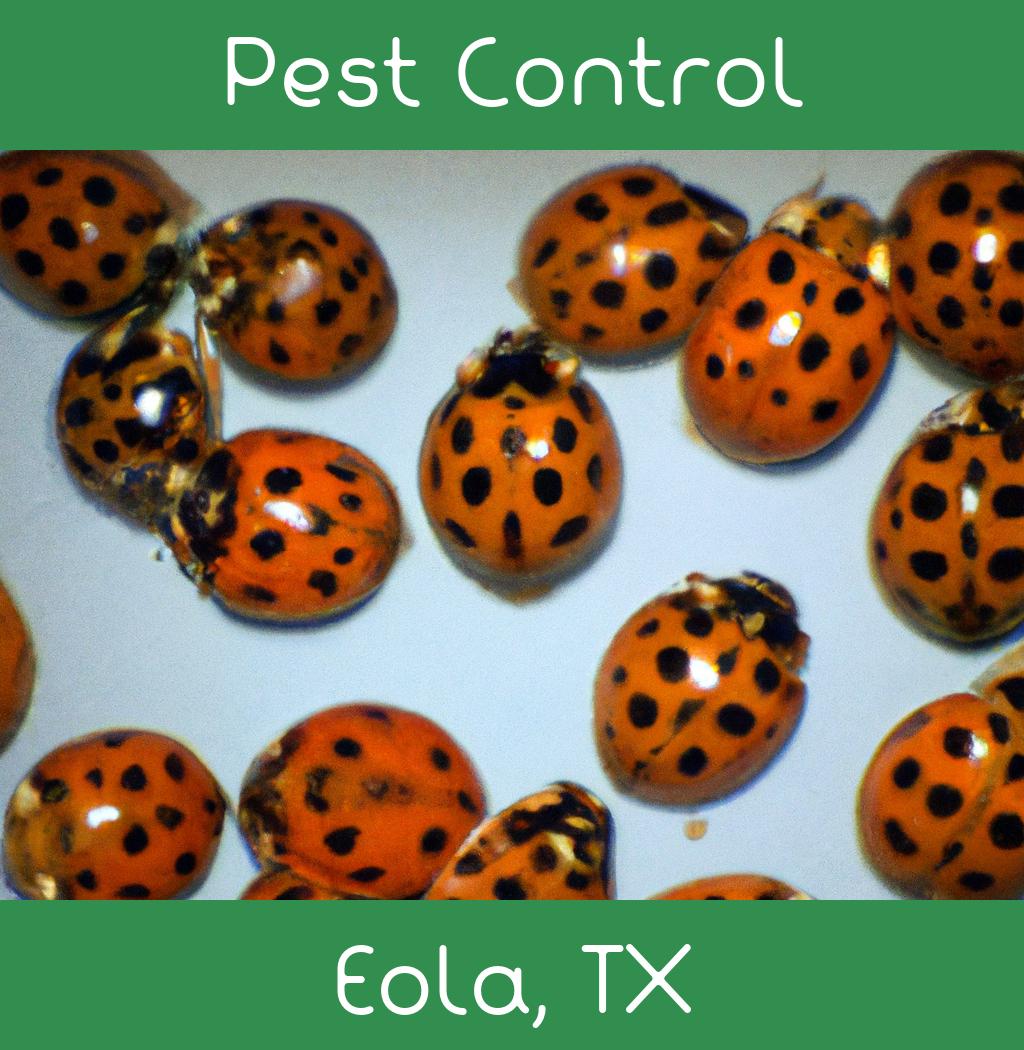 pest control in Eola Texas