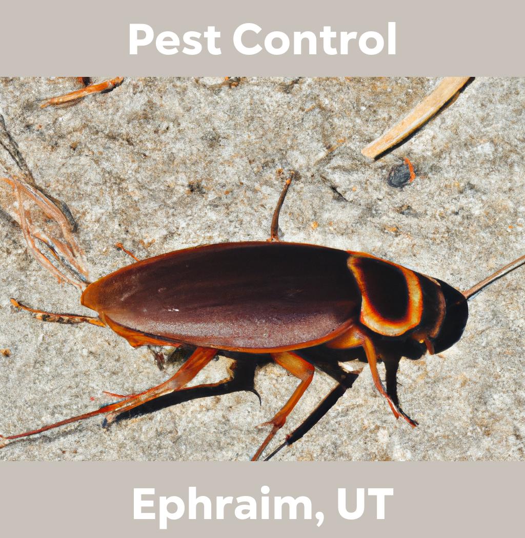pest control in Ephraim Utah