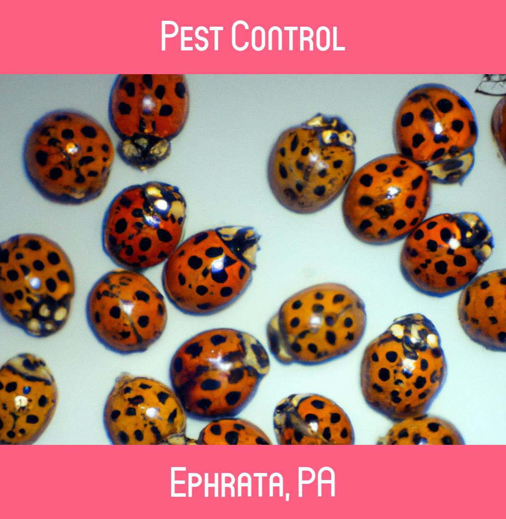 pest control in Ephrata Pennsylvania