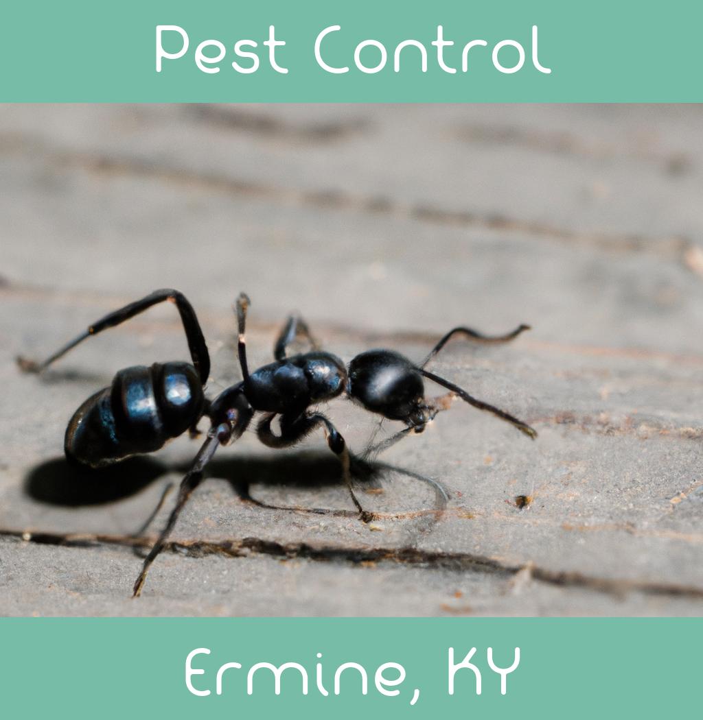 pest control in Ermine Kentucky