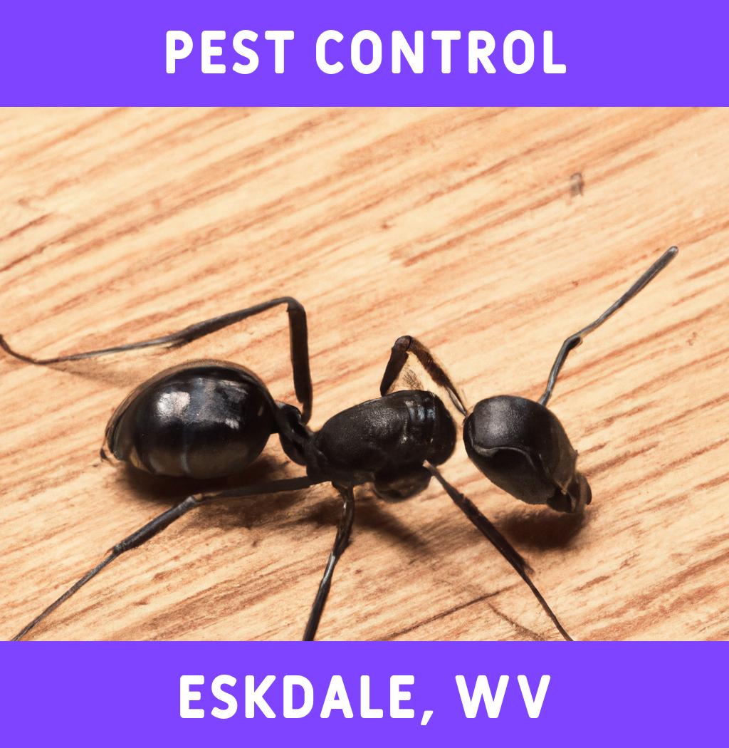 pest control in Eskdale West Virginia